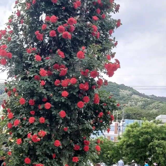 엔젤