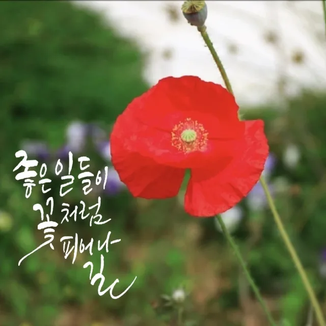 어쩌다당근