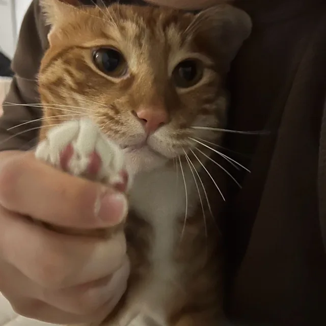 감자