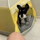 랑랑이