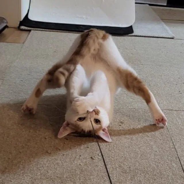 요다집사