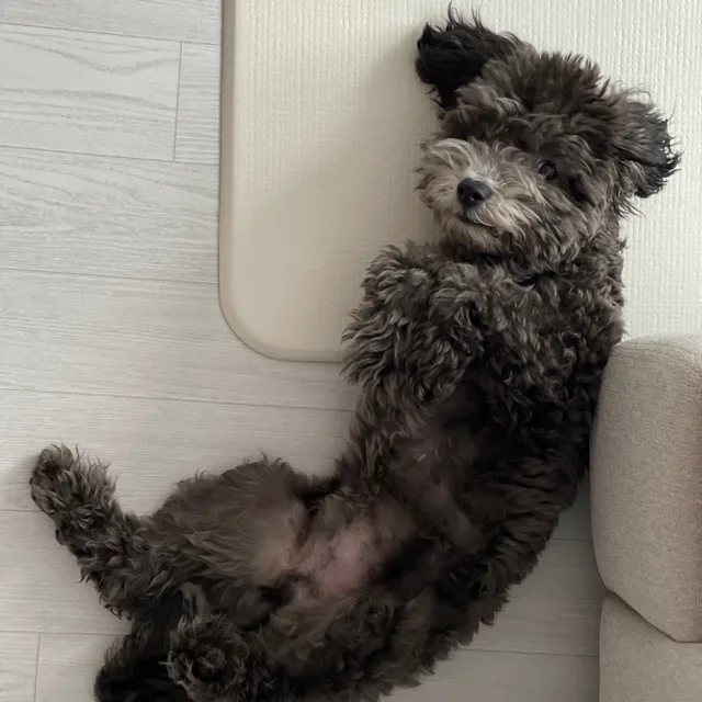 단츄