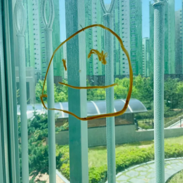 효블리