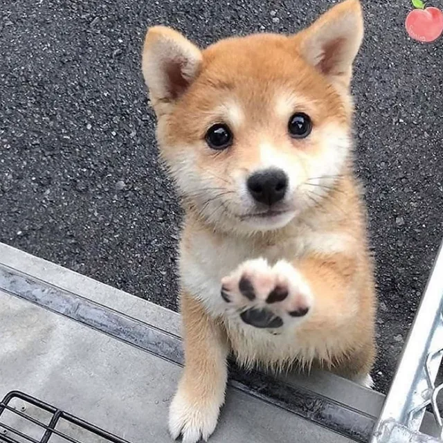 zoezoekim