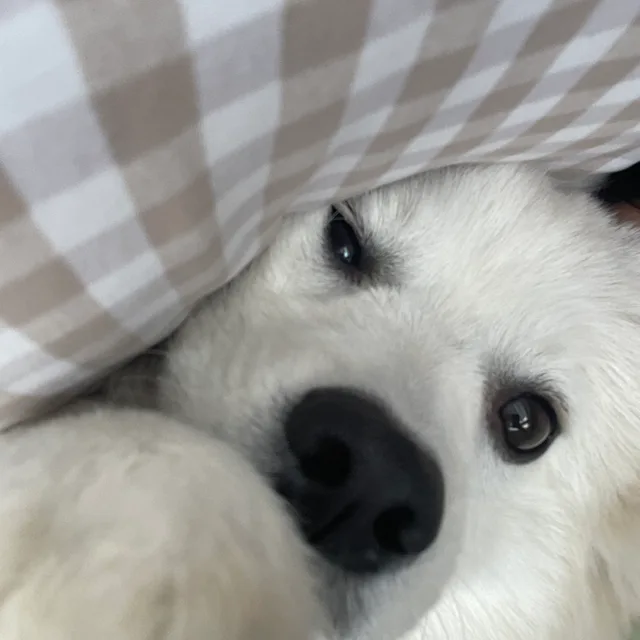 heehyuni