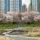 하늘바라기