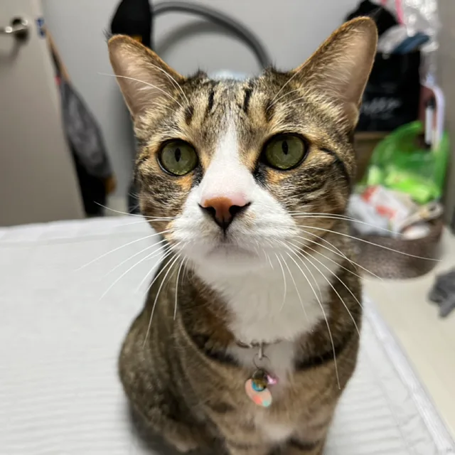 무말랭이