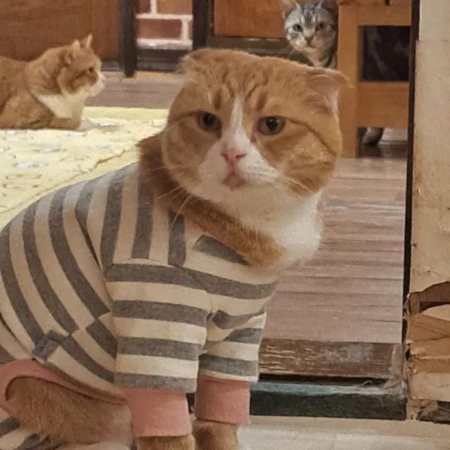 치루루