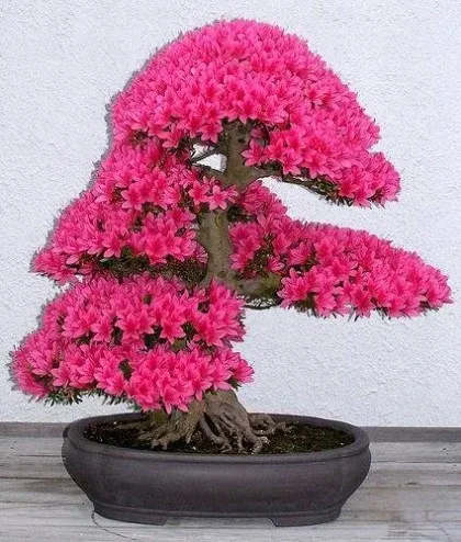 옥상정원화분정리해요