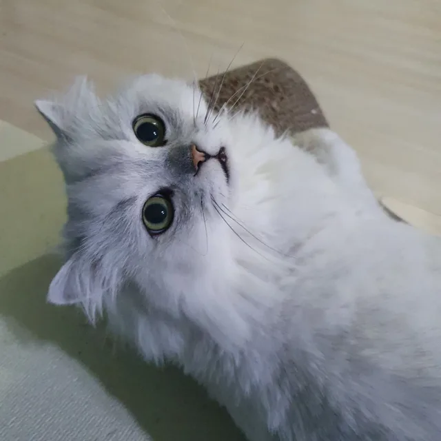 솜이