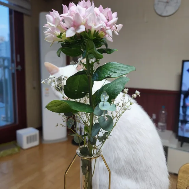 핑크냥젤리