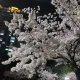 사기치지마