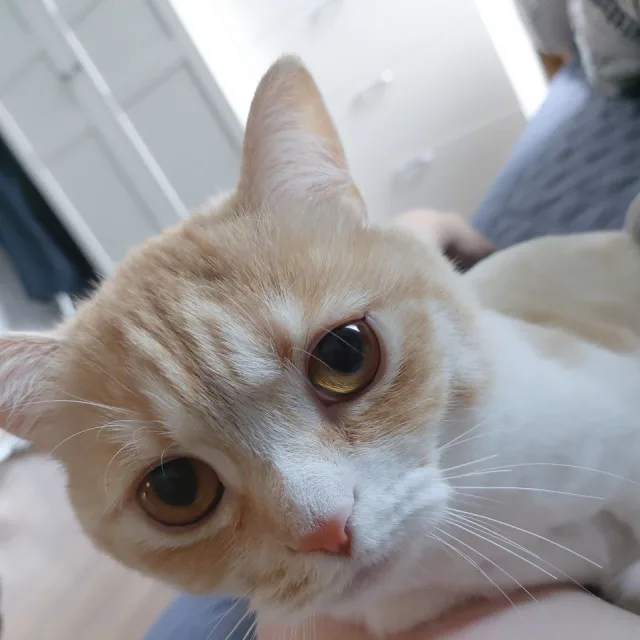 우효기