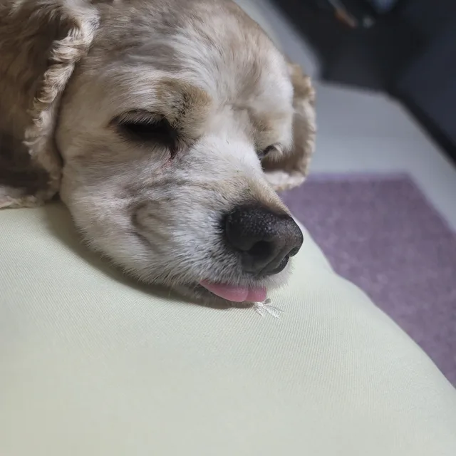 당근당근