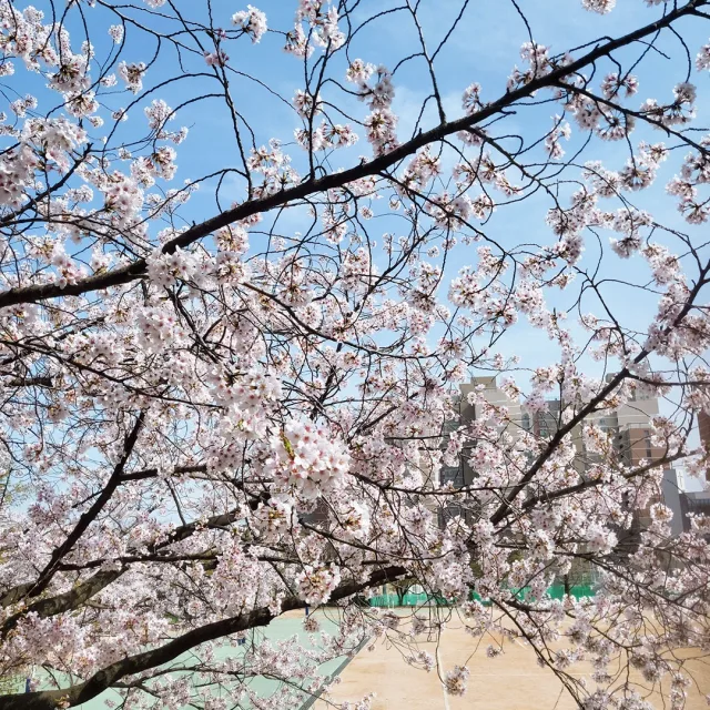해바라기