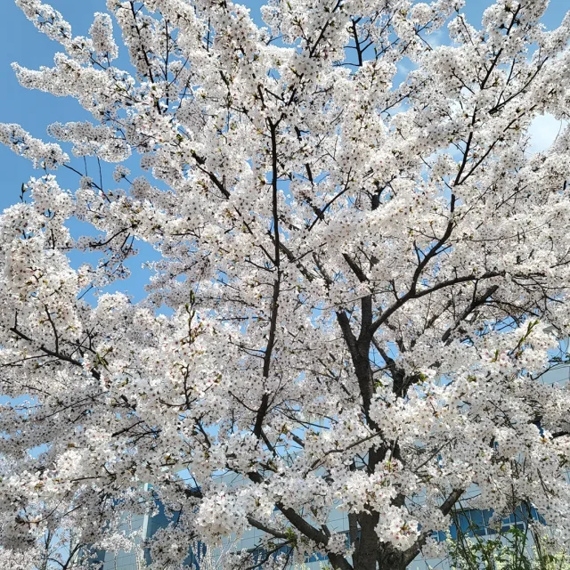 쮸야
