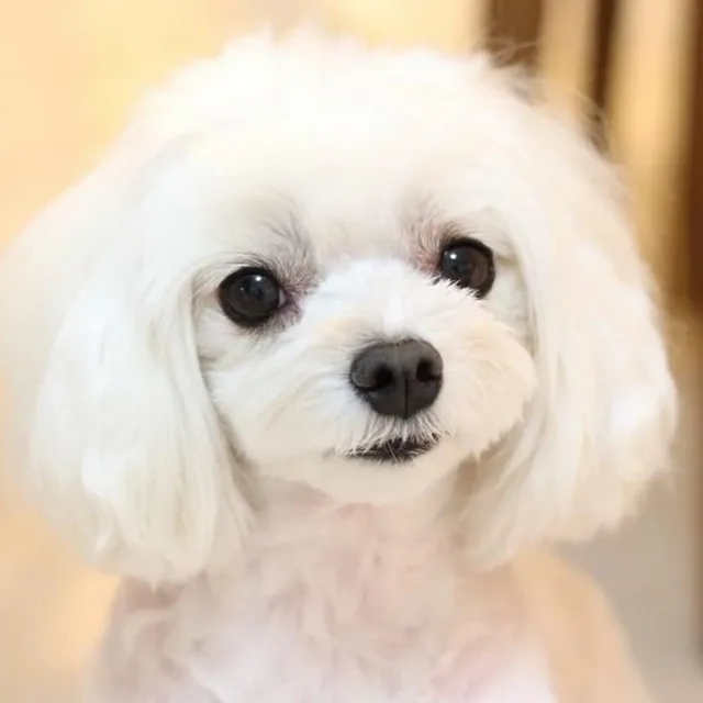 디오니소스
