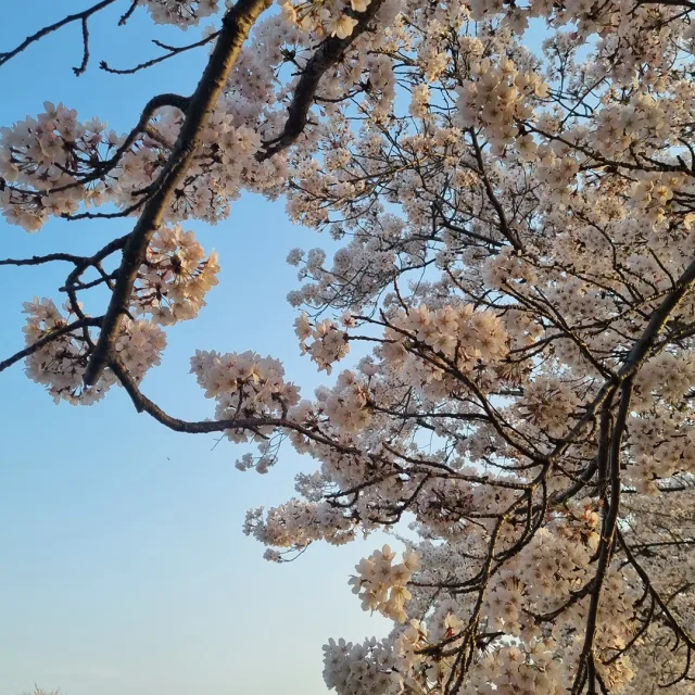 농농