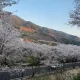 진정