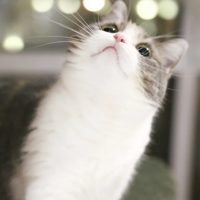 제올