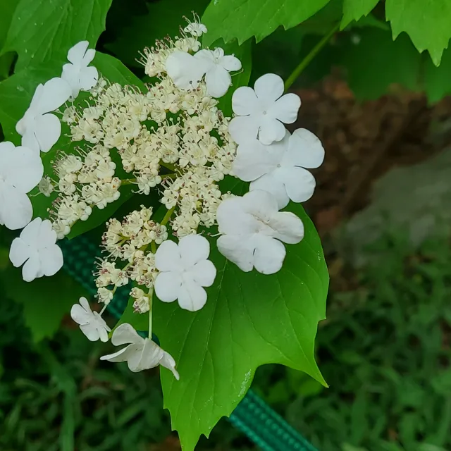 인쭈망