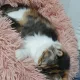 유니