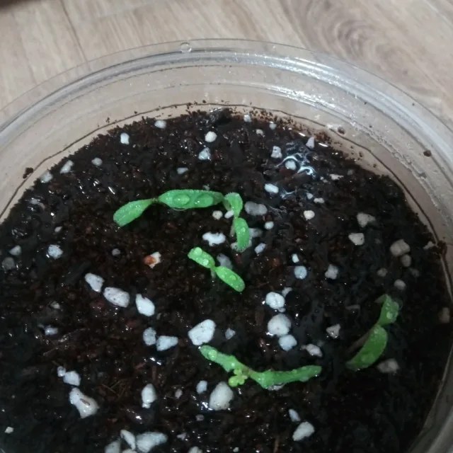 아기천사