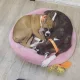 루나루이
