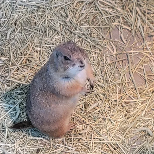 비니걸스