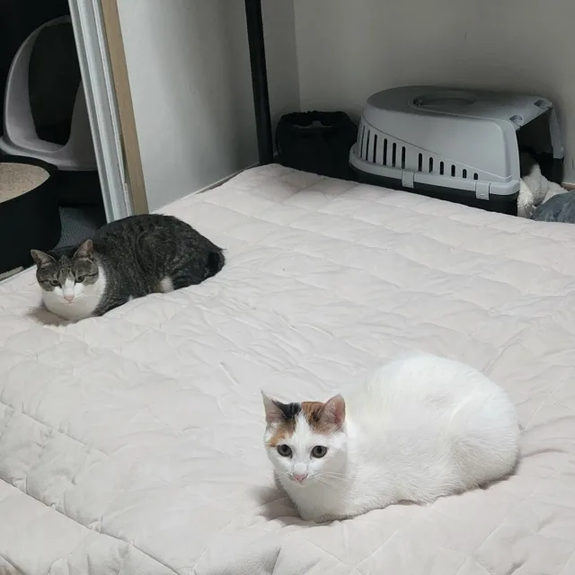 기리보이