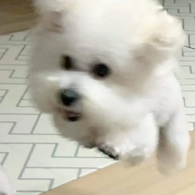 냥냥냥