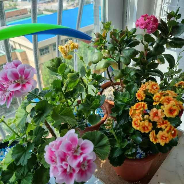싸게싸게