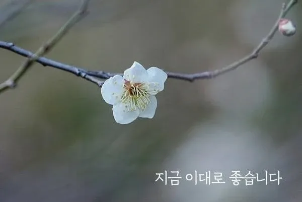 삭소롬