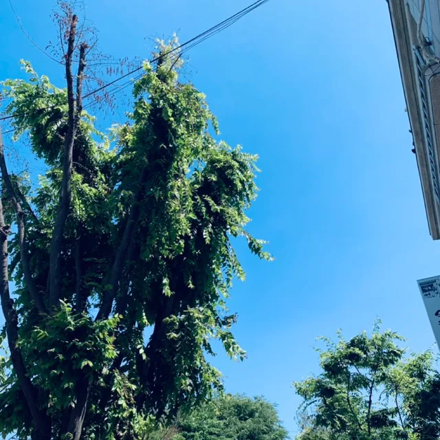 당근해요
