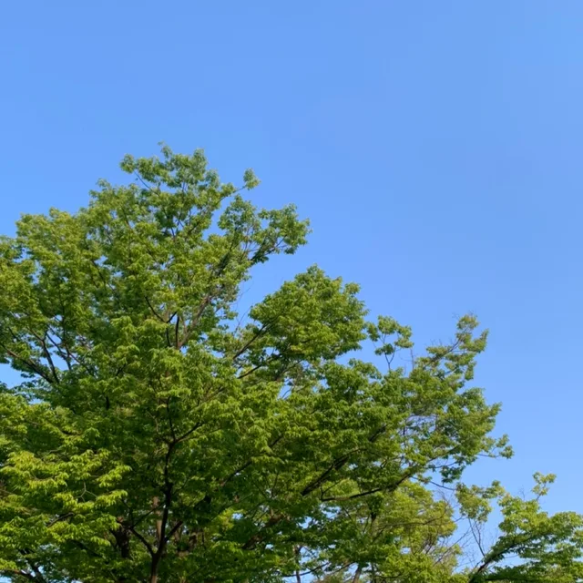 옹이