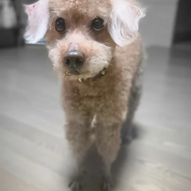 똘이아부지