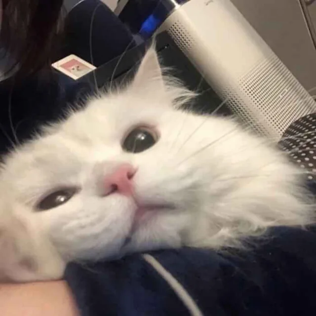 이비자만을