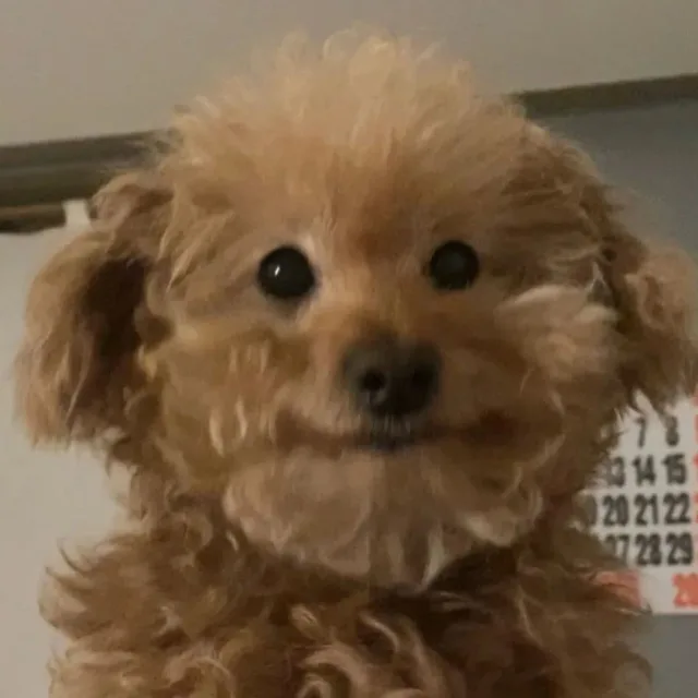 초코조아