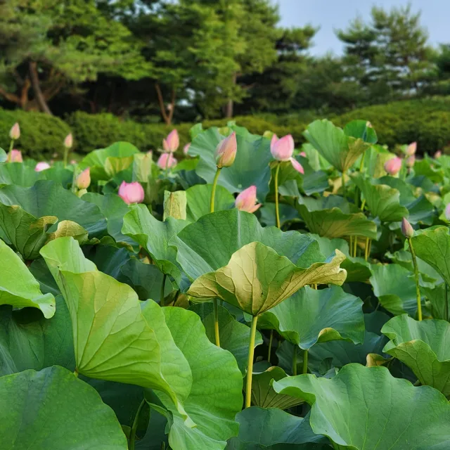 고운뫼