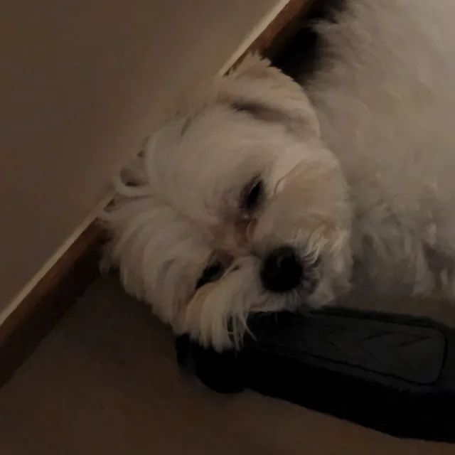 쟤니