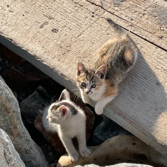 고양이