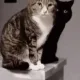 핵냥이