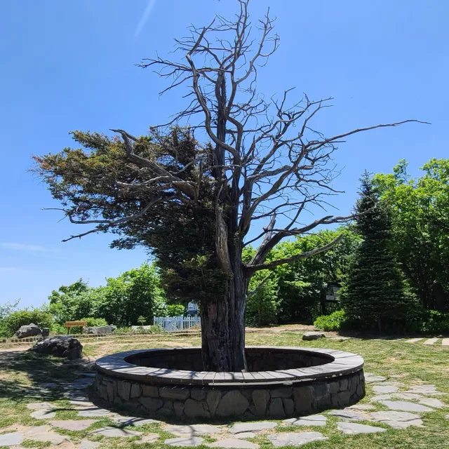 모네