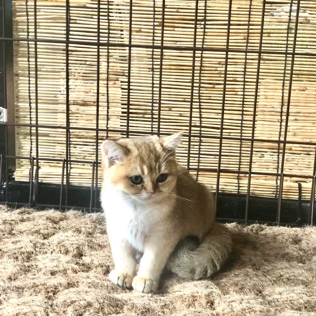 나니