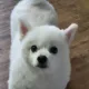 바나나우나나