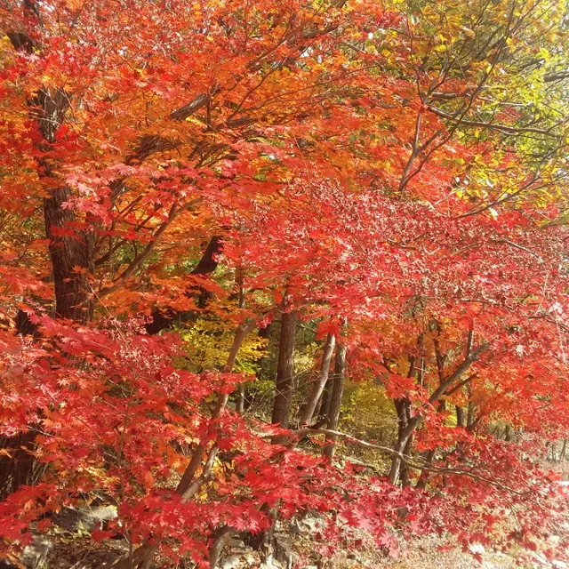 칙묵골