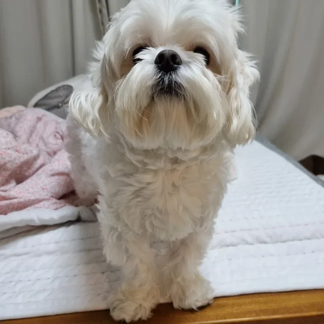공주