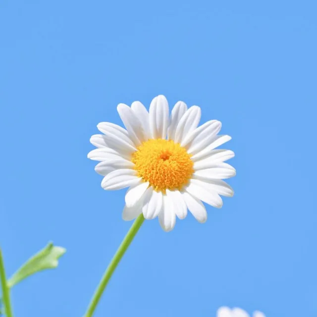 데이지