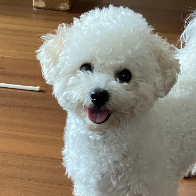 마루