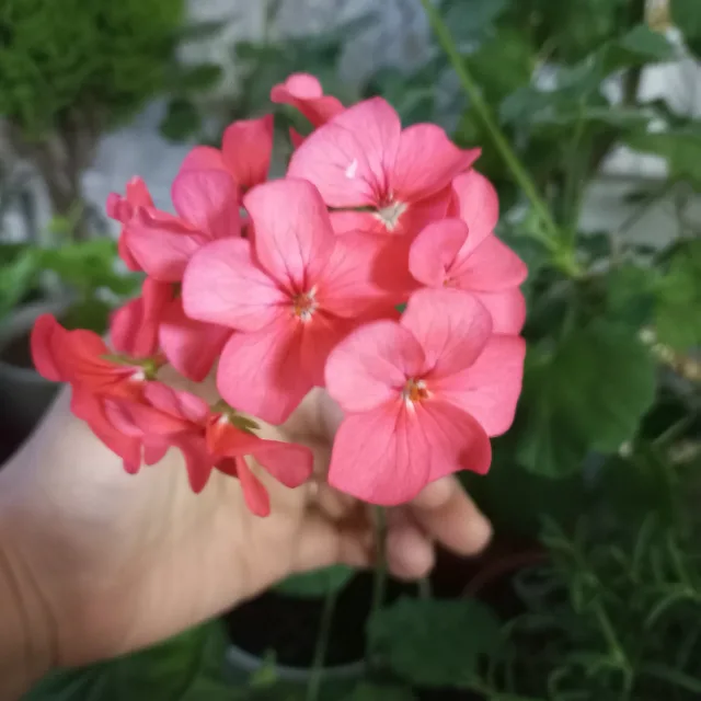 꽃나비